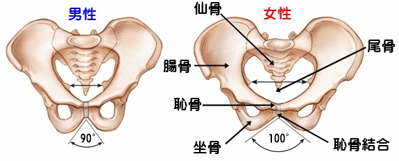 中京区西院骨盤矯正ダイエット